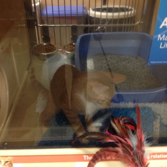PetSmart Pet Supplies Store in Cypress