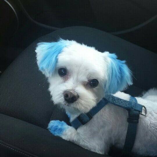 PetSmart Canarsie Brooklyn, NY