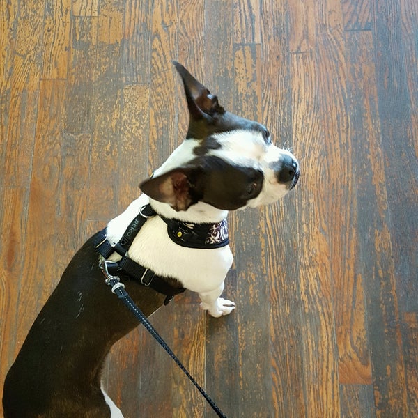 Doggy Style Pet Shop Wicker Park 2 tips