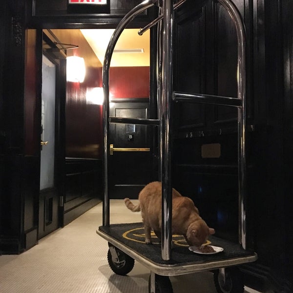 Oak Room Algonquin Hotel Midtown East New York Ny