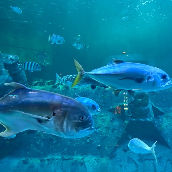 Foto diambil di North Carolina Aquarium at Pine Knoll Shores oleh Sham K. pada 8/20/2023