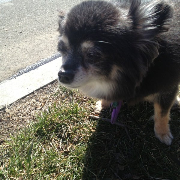 Bring in your pet for a beautiful spa day. foursquare