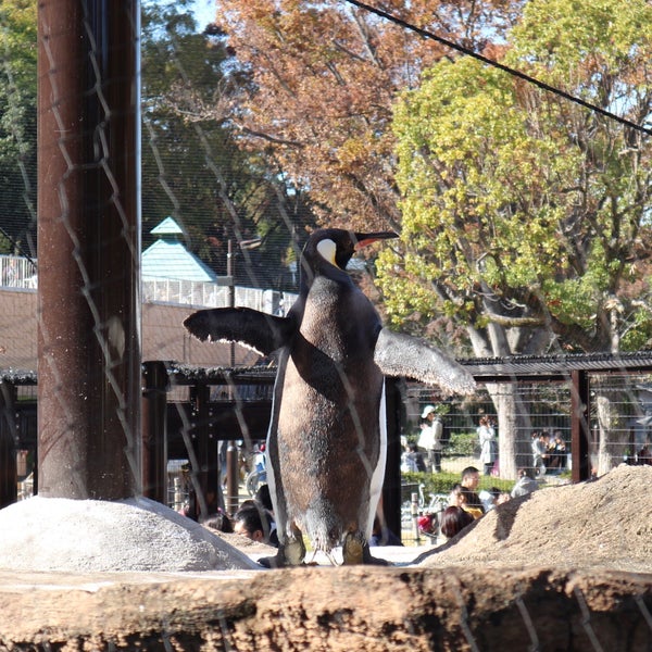Fotos Em 東山動物園 ペンギン 千種区 Nagoia 愛知県 Fotos Em 東山動物園 ペンギン 千種区 Nagoia 愛知県