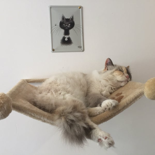 Au Chat Voir Vivre Cafe In Vauban Esquermes