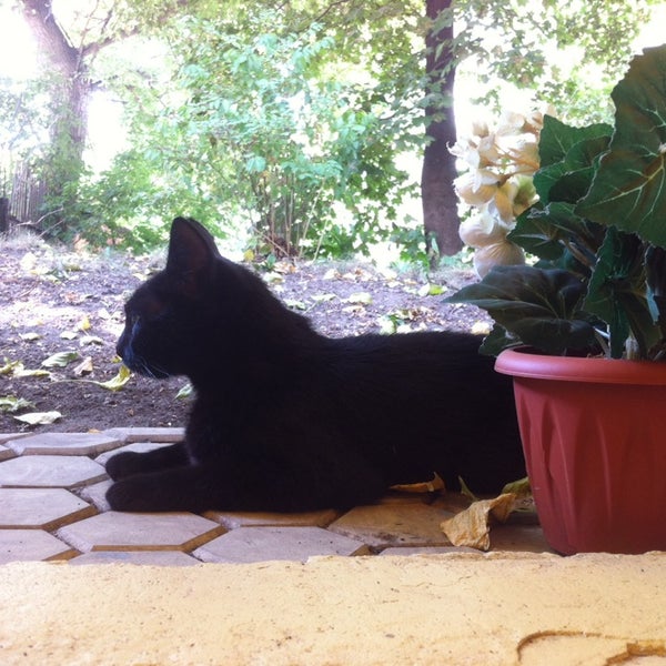 На веранде вам составит компанию молчаливый черный кот. Каждый день он приходит на бизнес-ланч.