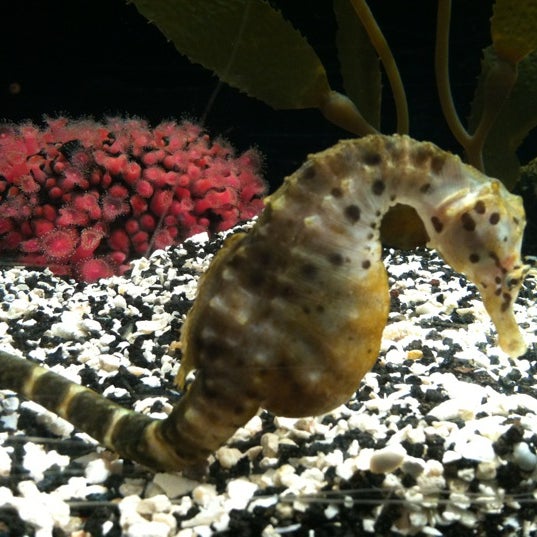 Das Foto wurde bei Oklahoma Aquarium von Scott W. am 7/27/2012 aufgenommen