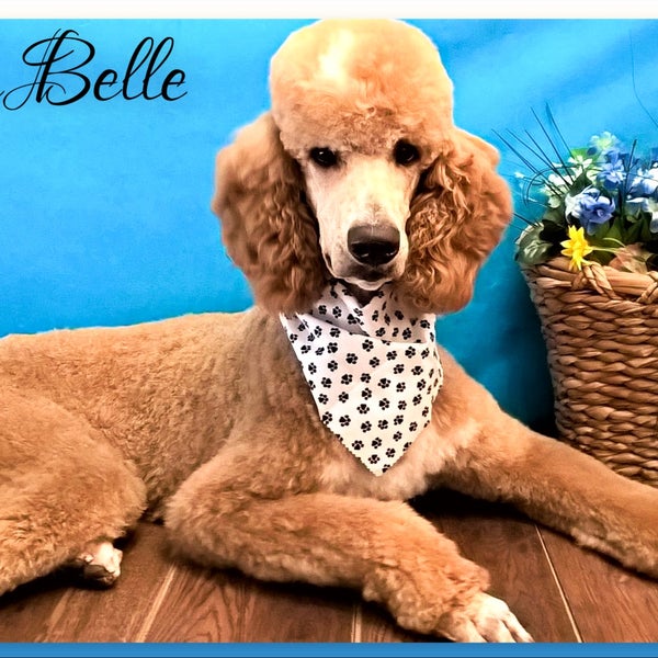 DoortoDoor Dog Grooming Pet Service in Puyallup