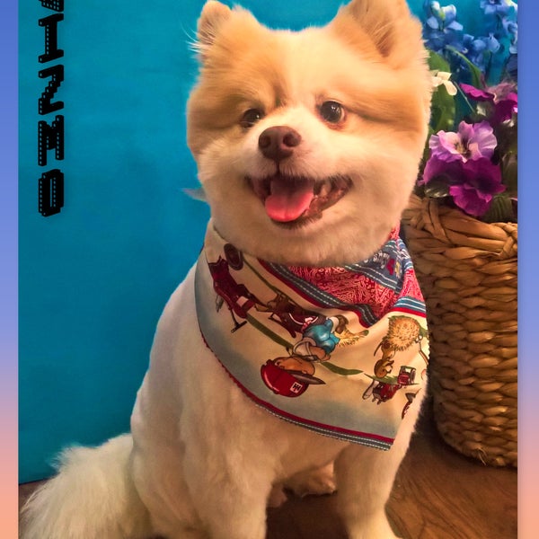 DoortoDoor Dog Grooming Pet Service in Puyallup