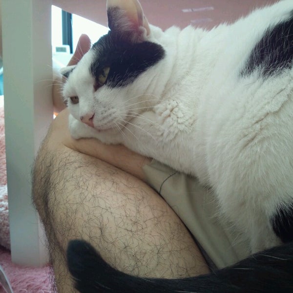 Photos At 猫カフェ Hako Bu Neco 八王子市 東京都 Photos At 猫カフェ Hako Bu Neco 八王子市 東京都