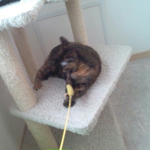 Photos At 猫カフェ Hako Bu Neco 八王子市 東京都 Photos At 猫カフェ Hako Bu Neco 八王子市 東京都