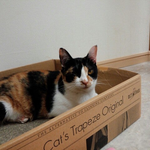 猫カフェ Hako Bu Neco 八王子市 東京都