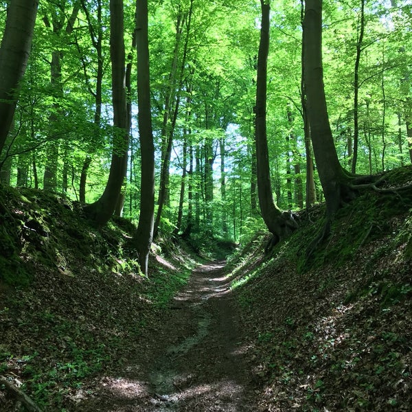 эко тропы южно сахалинск. зюраткуль экотропа медвежья. маршрут экологической тропы. тропа 17 км. тропа уильяма валласа.