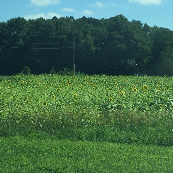 Cullipher Farm PungoBlackwater Virginia Beach, VA