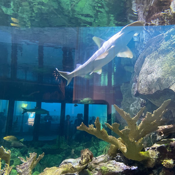 Das Foto wurde bei Shedd Aquarium von Gerardo C. am 5/10/2023 aufgenommen