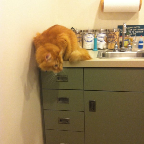 Photos At Creature Comforts Veterinary Hospital Veterinarian In