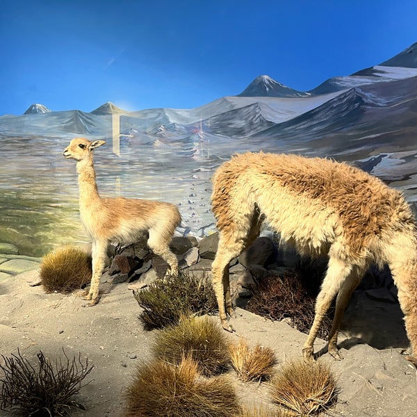 Das Foto wurde bei Museo Nacional de Historia Natural von Alejandro am 7/30/2023 aufgenommen