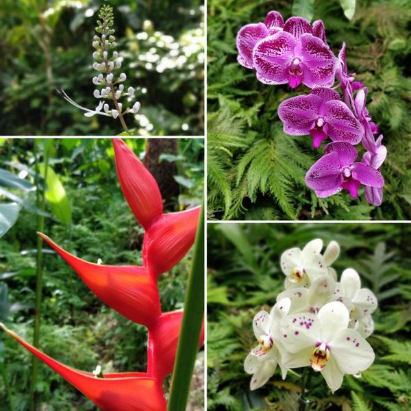 รูปภาพถ่ายที่ Hawaii Tropical Botanical Garden โดย Sannidhi . เมื่อ 11/7/2019