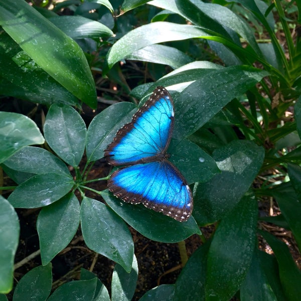Foto scattata a Butterfly House at Faust County Park da Colette il 3/11/2015
