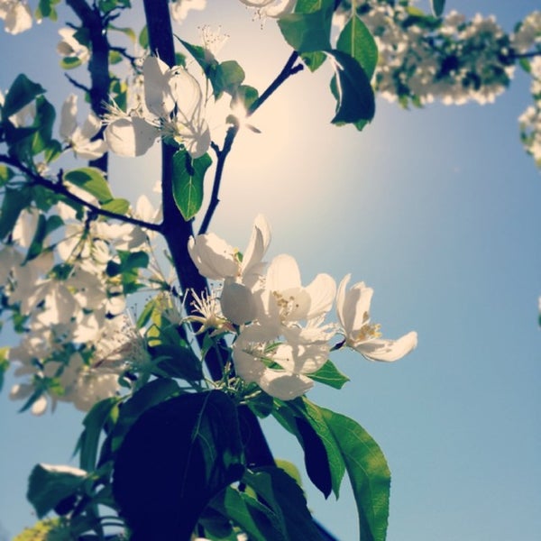 Photos at Folwell School, Performing Arts Magnet - Standish - 3611 20th Ave  S