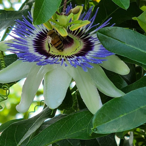 Grandiflora Wine Garden 1231 Boissevain Ave