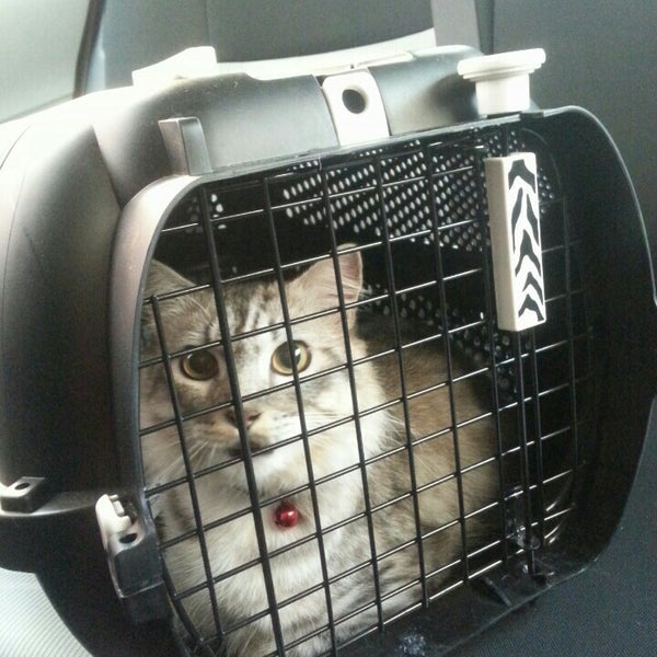 Kitty S Cottage Klinik Haiwan Surgeri Klang Facebook