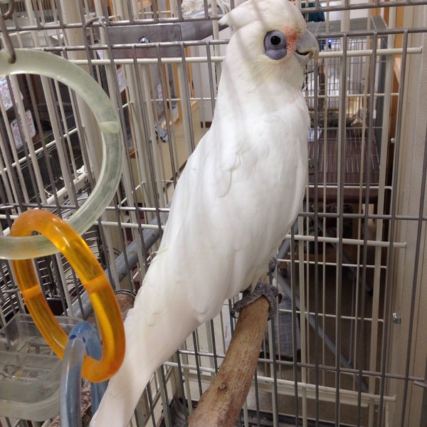 Photos At インコ専門店 ぺありー 富士宮 5 Visitors