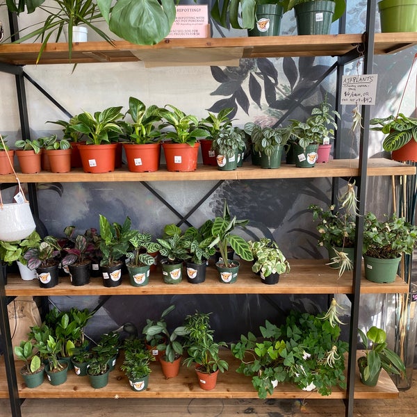 Diosa Blooms Flower Shop in Mission District