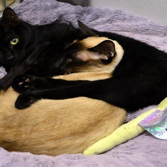 The Cat Doctor Fairmount Art Museum 535 N 22nd St