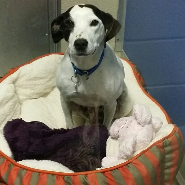 12/8/2017 tarihinde Debbie Grier H.ziyaretçi tarafından Delaware Humane Association'de çekilen fotoğraf