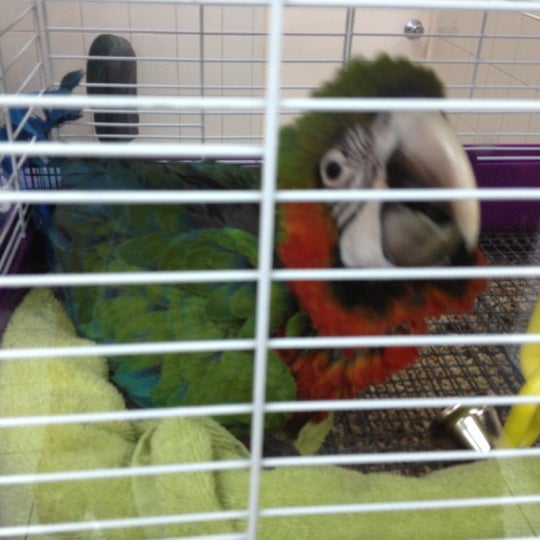 Simbads bird sale shop
