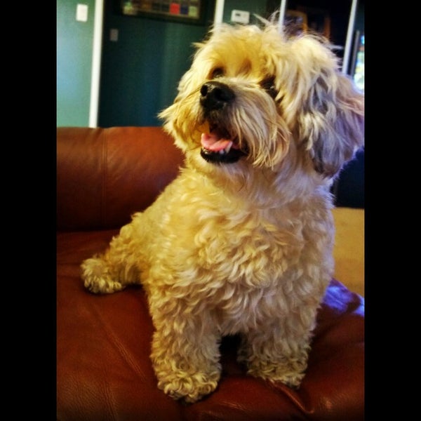 PetSmart Pet Store in Richmond