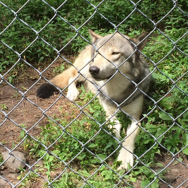 Photo taken at Camp Taylor &amp; Lakota Wolf Preserve by Deborah S. on 7/21/2015