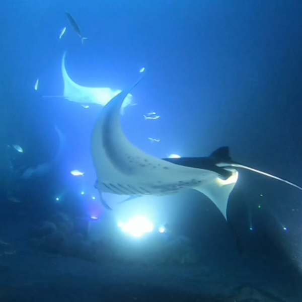 Kona Diving Company >> Kona Diving Company 74 5615 Luhia St Kona Diving Company >> Kona Diving Company 74 5615 Luhia St
