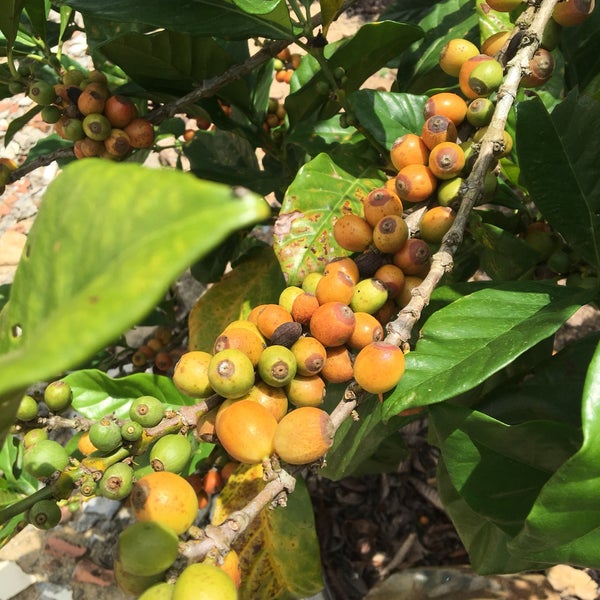 The Garden Cafe Recipe - 10 tips from 94 visitors