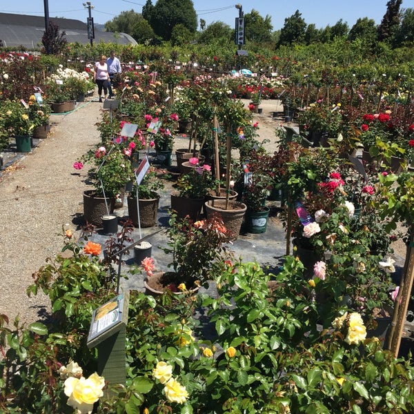 Photos At Regan Nursery Flower In Cabrillo Photos At Regan Nursery Flower