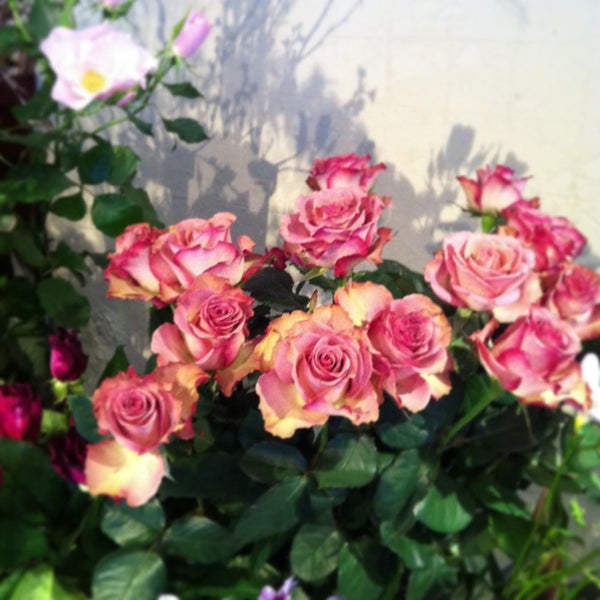 Kusa 小樽市 北海道