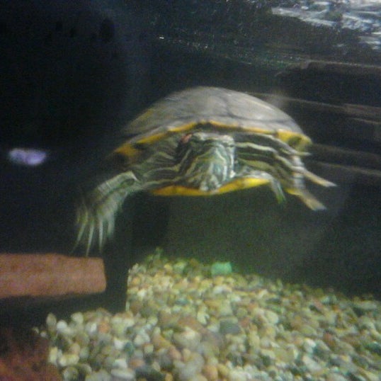 Petco Turtles
