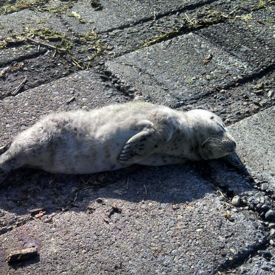 Port of Everett 10th Street Boat Launch Boat Launch in Everett