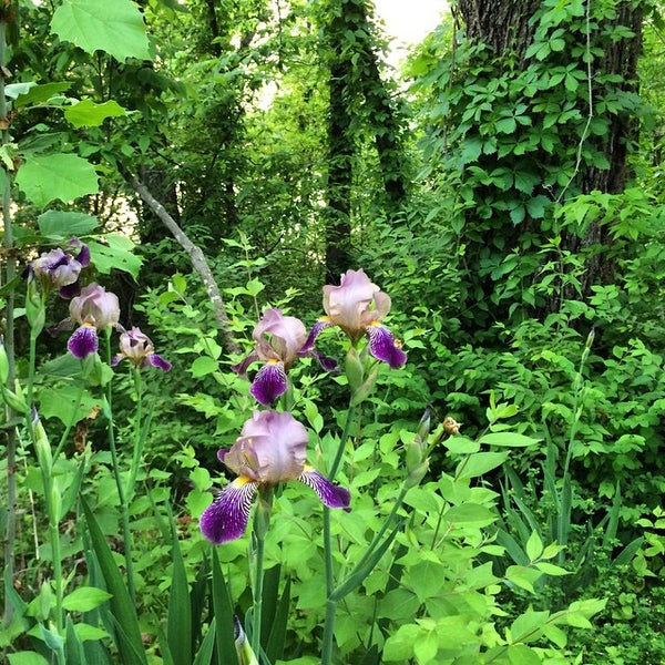 Foto tirada no(a) The Botanical Garden of the Ozarks por Susan B. em 5/8/2015