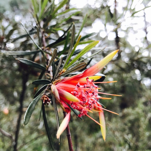 Photos At Ku Ring Gai Wildflower Garden Walk 1 Tip