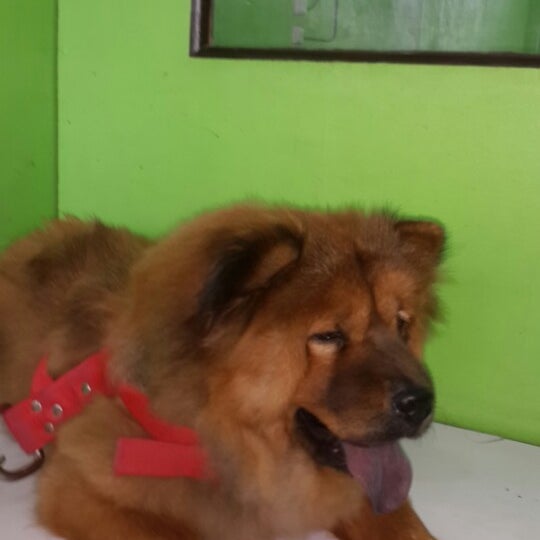 Dr G Animal Clinic Bacoor Cavite