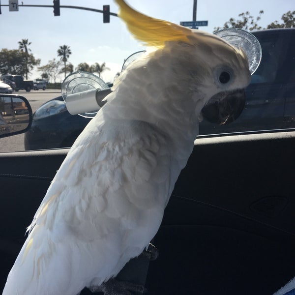 Bird Smart Kearny Mesa 6 tips from 123 visitors