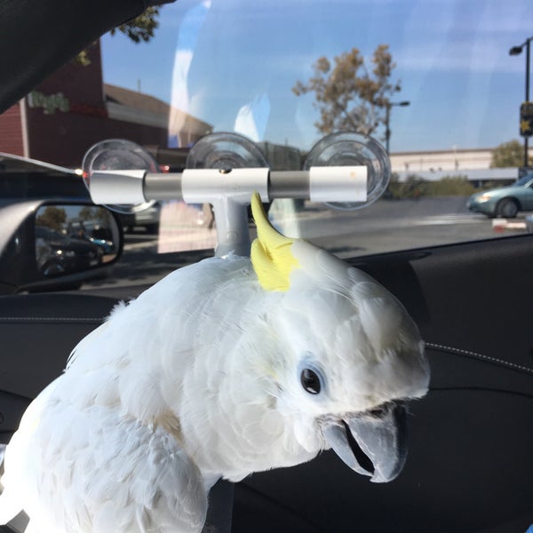 Bird Smart Kearny Mesa 6 tips from 123 visitors