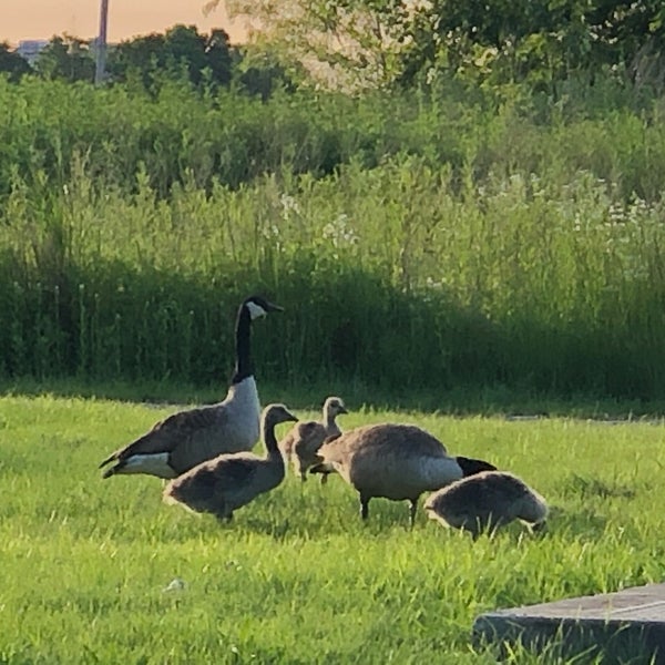 Alley Pond Park Lake in Oakland Gardens
