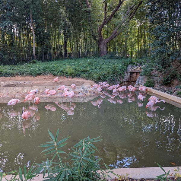 รูปภาพถ่ายที่ Zoo Atlanta โดย Dionne J. เมื่อ 10/10/2022