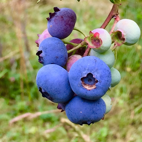 Photos At Mr K S Blueberries Banner Elk Nc