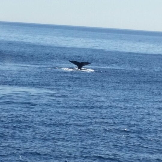 Photo taken at Capt. Dave&#39;s Dana Point Dolphin &amp; Whale Watching Safari by Caitlin K. on 1/24/2015