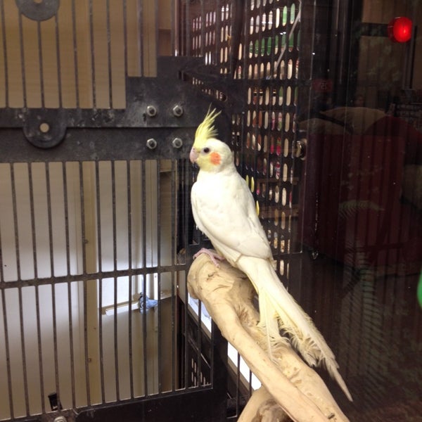 cockatoo petsmart