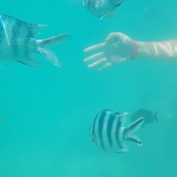 Fotos en Zanzibar Dive Centre 10 visitantes