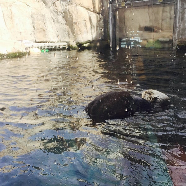 Photo prise au Monterey Bay Aquarium par Stephie le11/6/2016